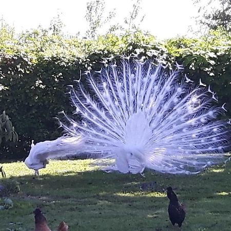 Pauwenstee Villa Stolwijk Bagian luar foto