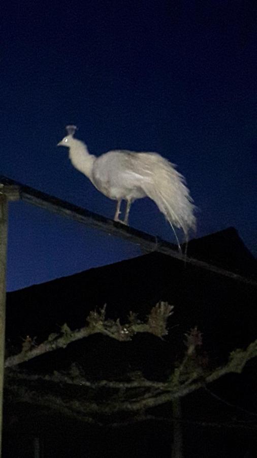 Pauwenstee Villa Stolwijk Bagian luar foto